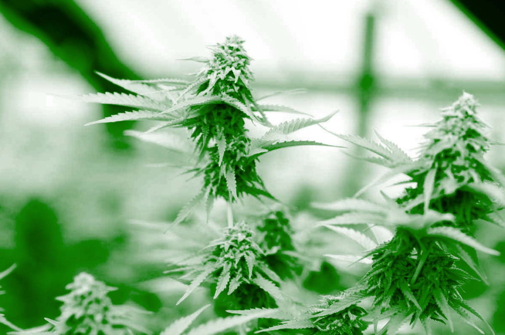 bulk hemp