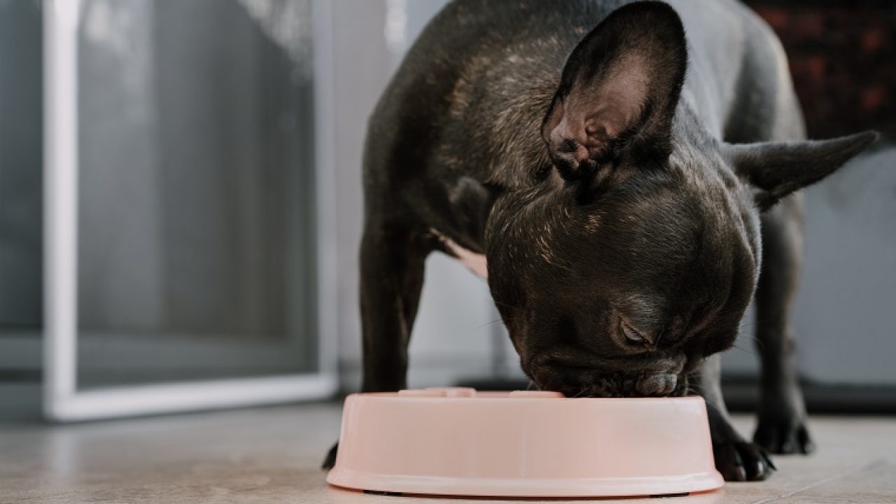 probiotics for dogs