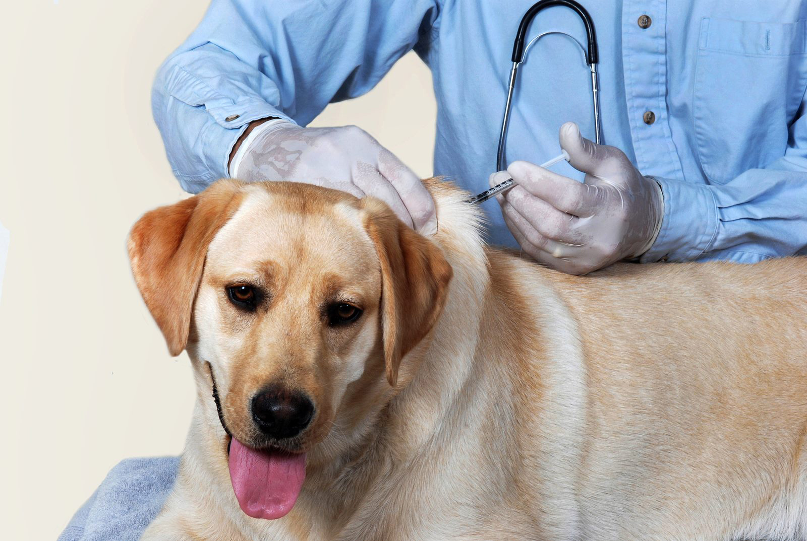 pet clinic services