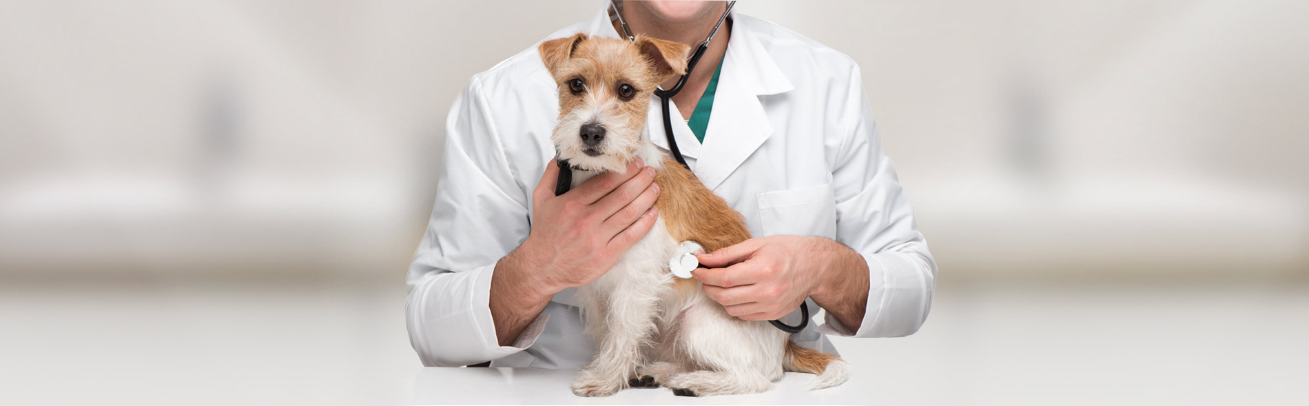 pet clinic services