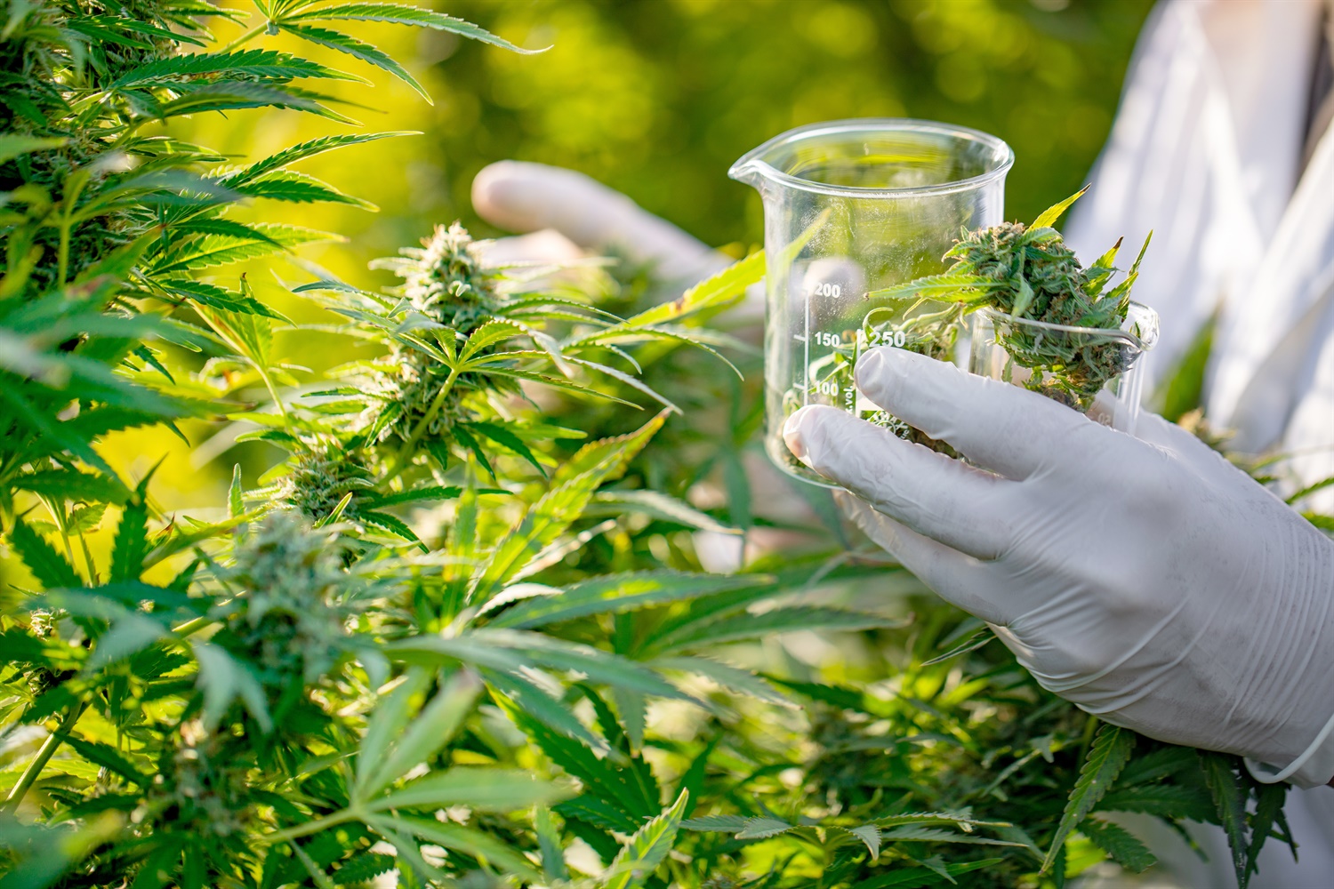 cannabis treatment clinic