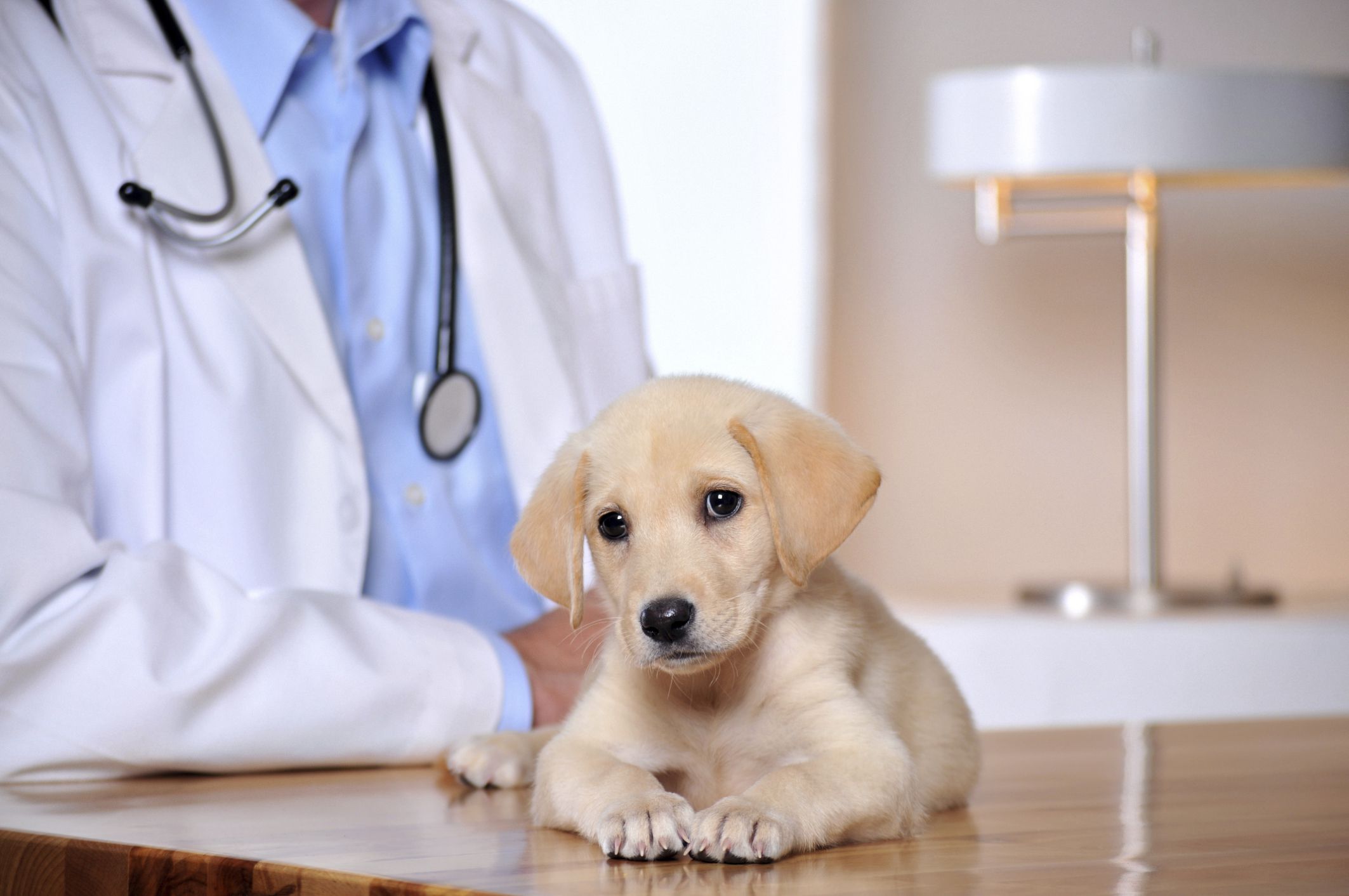 veterinary animal clinic