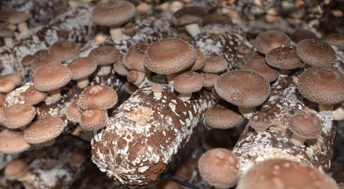  mushroom extracts NZ