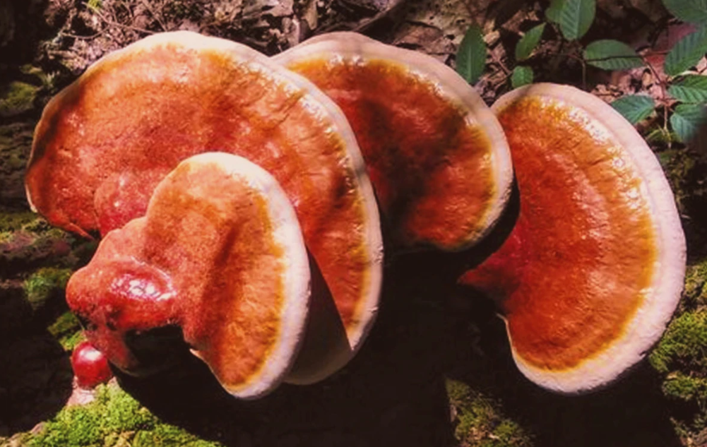  mushroom extracts NZ