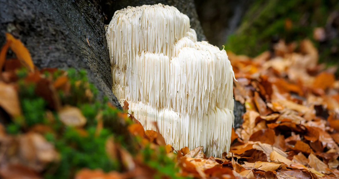 Lion's mane in NZ