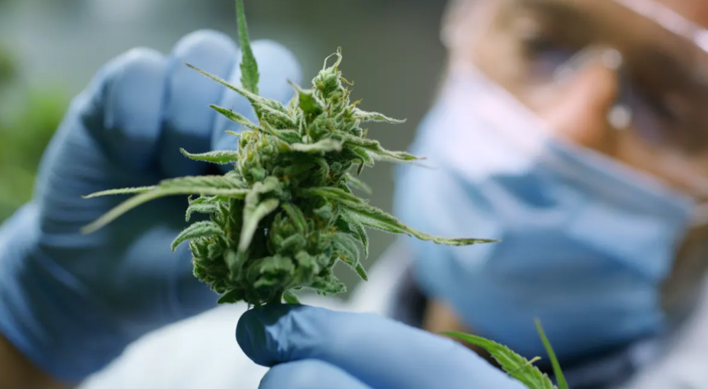  CBD oil NZ